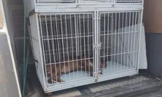 Imagem ilustrativa da imagem Idosa de 75 anos morre ao ser atacada por pitbull no Rio