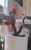 Imagem ilustrativa da imagem Morador de Niterói acha jiboia gigante em máquina de lavar; vídeo