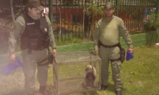 Imagem ilustrativa da imagem Tamanduá sai para passear e é resgatado em Niterói; vídeo