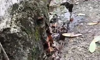 Imagem ilustrativa da imagem Vazamento de água preocupa moradores em rua de Niterói