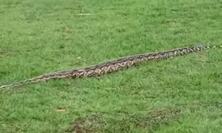 Imagem ilustrativa da imagem Vídeo: pedestres flagram cobra na Praça Arariboia em Niterói