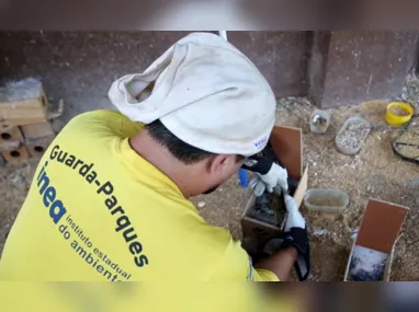 Imagem ilustrativa da imagem Aves silvestres encontradas mortas em casa na Baixada; vídeo