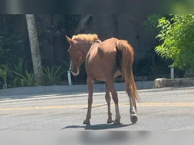 Imagem ilustrativa da imagem Cavalo solto em estrada alerta para acidentes em Niterói; vídeo