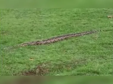 Imagem ilustrativa da imagem Cobra na Praça Arariboia: por que serpentes dão as caras nas cidades?