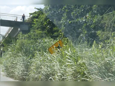 Imagem ilustrativa da imagem Matagal vira inimigo dos motoristas em estradas entre Niterói e SG