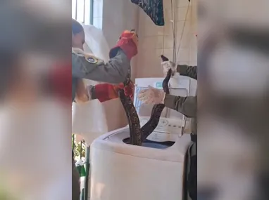 Imagem ilustrativa da imagem Morador de Niterói acha jiboia gigante em máquina de lavar; vídeo
