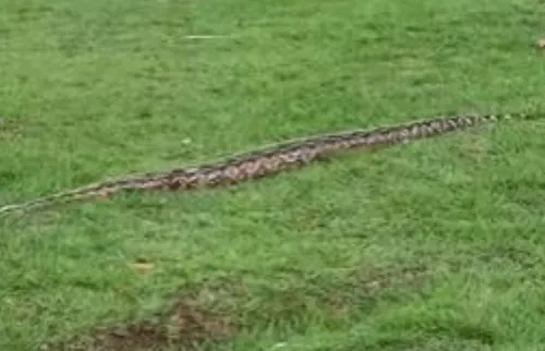 Cobra na Praça Arariboia: por que serpentes dão as caras nas cidades?