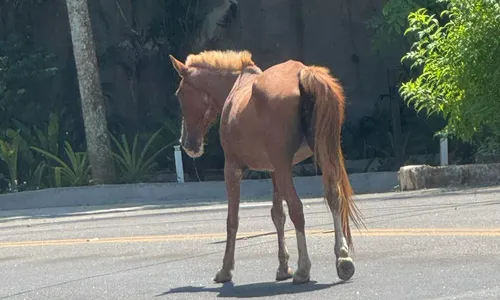 Imagem ilustrativa da imagem Cavalo solto em estrada alerta para acidentes em Niterói; vídeo