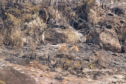 Área de mata ficou destruída pelo fogo no bairro Maceió; provocar incêndios é crime ambiental