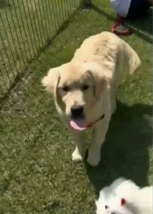 Cadelinha Mia é encontrada enterrada no quintal da casa do adestrador