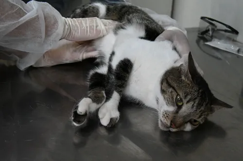 Consulta veterinária acontece às segundas-feiras, das 10h às 16h