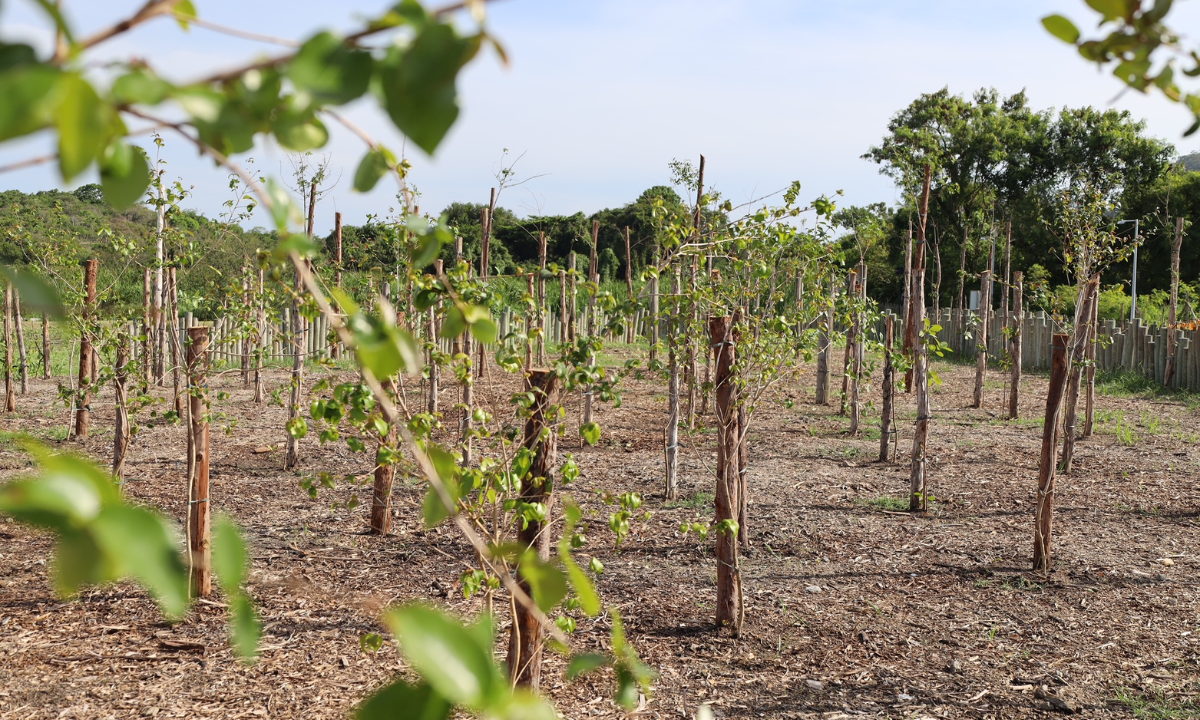 Fruta no pé: Niterói planta o maior pomar urbano com 5 mil mudas