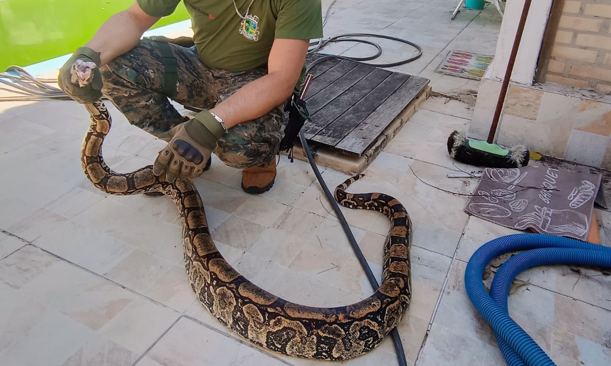 Moradora dá de cara com jiboia de 2,5 metros no quintal de casa