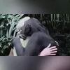Imagem ilustrativa da imagem Abraço de chimpanzé em cientista emociona internautas; vídeo