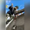 Imagem ilustrativa da imagem Cobra de 3 metros surge em muro de casa em Niterói; vídeo