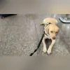 Imagem ilustrativa da imagem Companhia aérea cancela voo após se recusar a levar cão de serviço