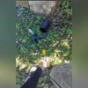 O veículo era clonado e roubado