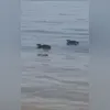 Imagem ilustrativa da imagem Pinguins tiram onda em Niterói e surpreendem banhistas; vídeo