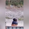 Imagem ilustrativa da imagem Vídeo capta gritos e tiros de duplo feminicídio em Tanguá