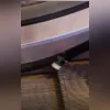 Imagem ilustrativa da imagem Vídeo: mãe se choca ao ver tênis de filho ser esmagado por escada rolante