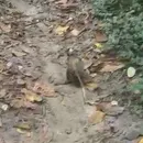 Os animais foram soltos no Parque da Cidade