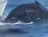Baleia atropelada em Arraial do Cabo: o que se sabe até agora