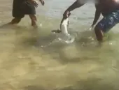 Banhista agarra pinguim e causa revolta em praia de Niterói