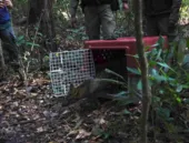 Cachorro-do-mato resgatado em São Gonçalo é devolvido para floresta