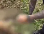 Crueldade em Búzios: dois cachorros são amarrados e mortos