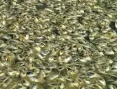 Lagoa de Niterói sofre com nova mortandade de peixes; vídeo