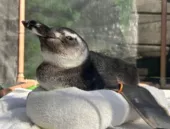 Onda de pinguins nas praias do Rio exige atenção; saiba como ajudar