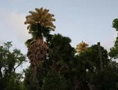 Palmeiras que florescem uma única vez enfeitam parque no Rio