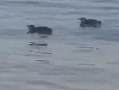Pinguins tiram onda em Niterói e surpreendem banhistas; vídeo