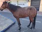 Quase 100 animais de grande porte fora das ruas de São Gonçalo