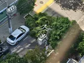 Queda de árvore bloqueia rua na Zona Sul de Niterói