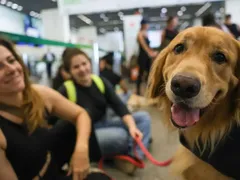 Animais em voos: STF suspende regras para transporte no Rio