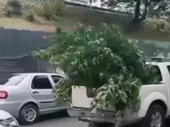 Quantidade de maconha apreendida impressiona em SG; vídeo