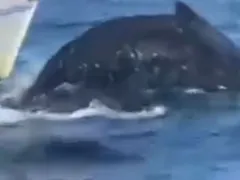 Baleia atropelada em Arraial do Cabo: o que se sabe até agora