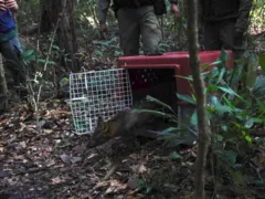 Cachorro-do-mato resgatado em São Gonçalo é devolvido para floresta