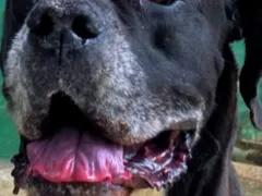 Cão baleado em megaoperação no Rio recebe alta