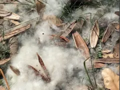 ENFOCO desvenda mistério do ‘algodão’ no chão de Niterói; vídeos