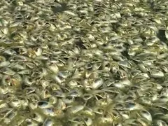 Lagoa de Niterói sofre com nova mortandade de peixes; vídeo