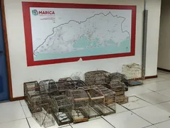Mais de 30 aves mantidas em cativeiro são resgatadas em Maricá