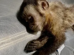 Morre macaca que foi baleada na Zona Sul do Rio
