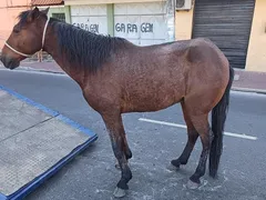 Quase 100 animais de grande porte fora das ruas de São Gonçalo