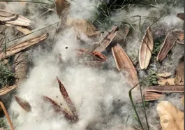 ENFOCO desvenda mistério do ‘algodão’ no chão de Niterói; vídeos