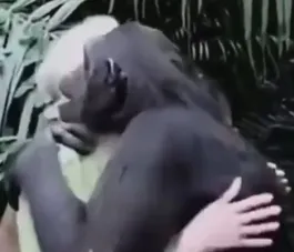 Abraço de chimpanzé em cientista emociona internautas; vídeo