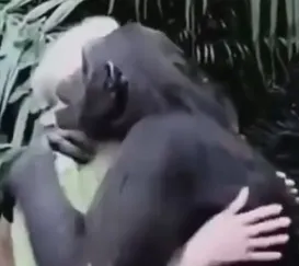Abraço de chimpanzé em cientista emociona internautas; vídeo