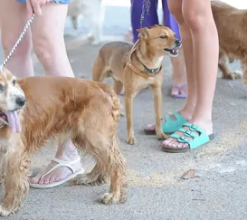 Alerta para adestrador golpista em Niterói
