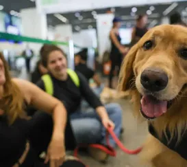 Animais em voos: STF suspende regras para transporte no Rio